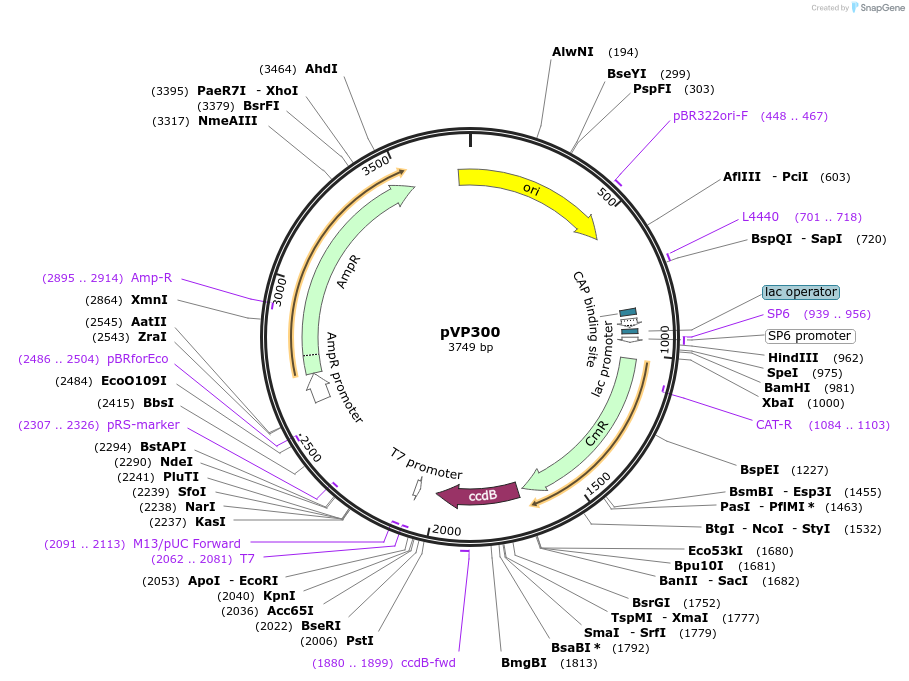222069-plasmid-map-sequence-id-438344