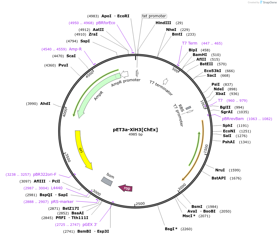 221200-plasmid-map-sequence-id-438347