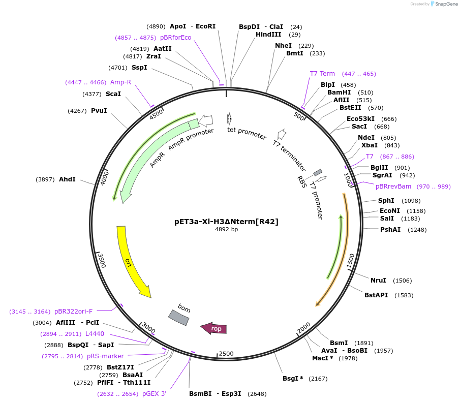 221201-plasmid-map-sequence-id-438351