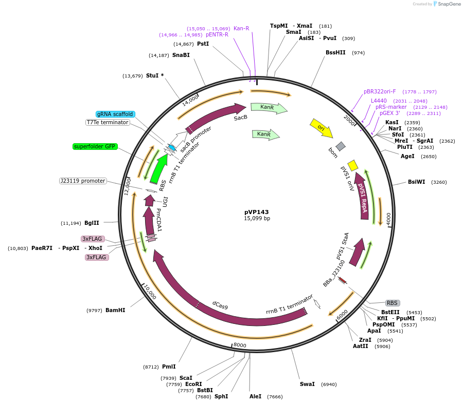 222080-plasmid-map-sequence-id-438352