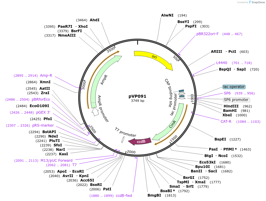 222042-plasmid-map-sequence-id-438356