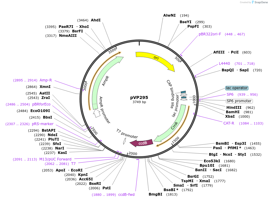 222064-plasmid-map-sequence-id-438358