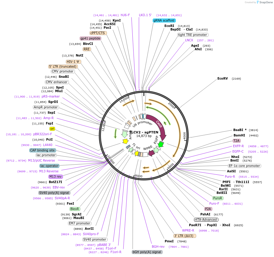 202759-plasmid-map-sequence-id-438365