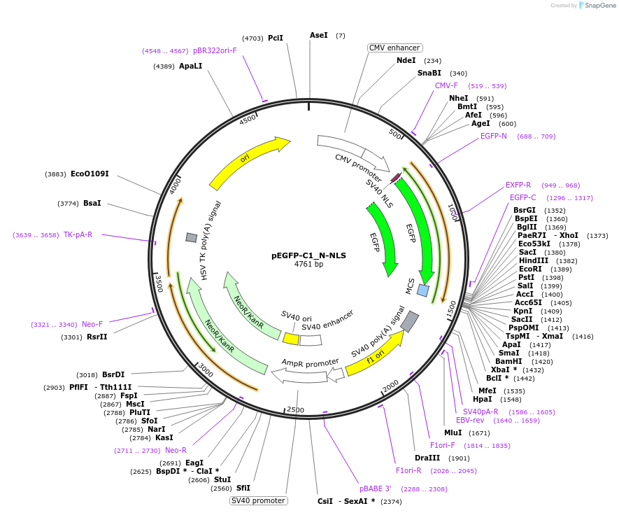 221867-plasmid-map-sequence-id-438368