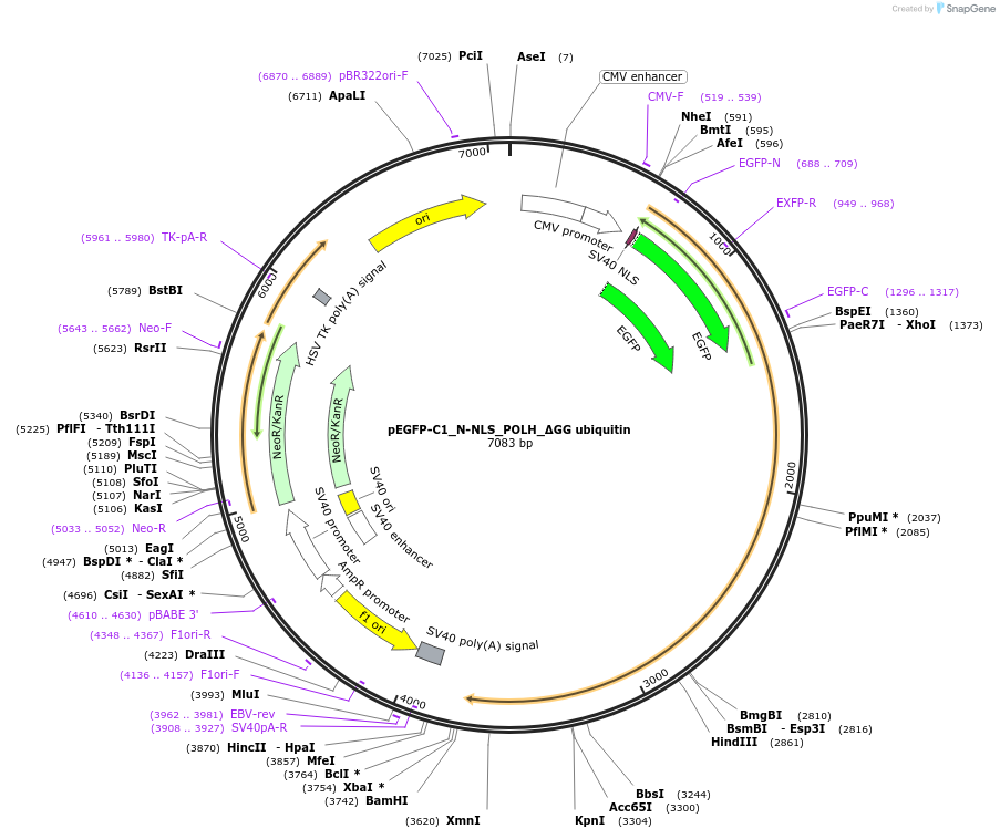 221869-plasmid-map-sequence-id-438369