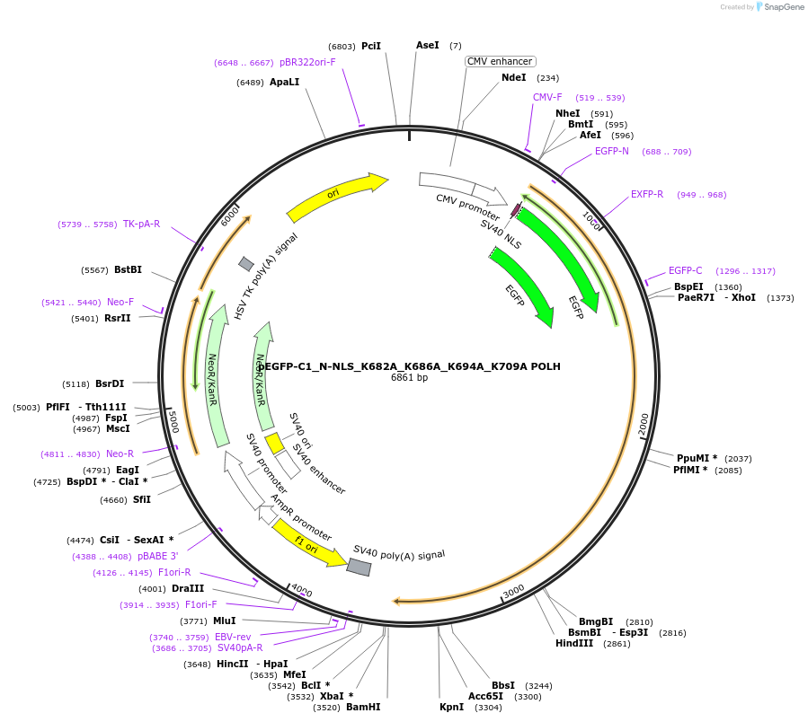 221872-plasmid-map-sequence-id-438370