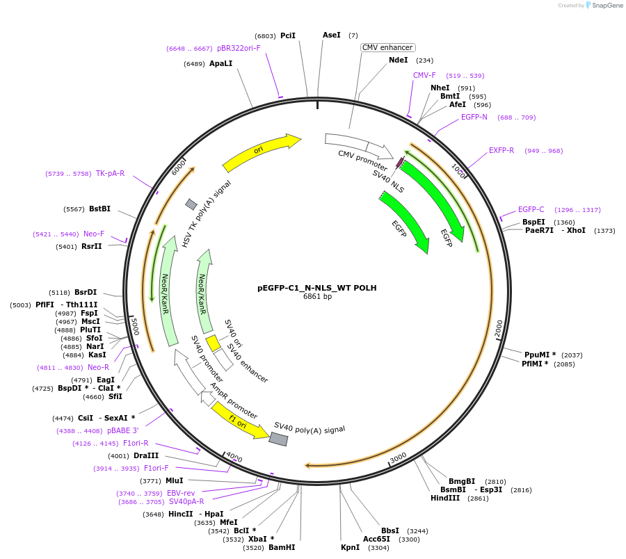 221868-plasmid-map-sequence-id-438371
