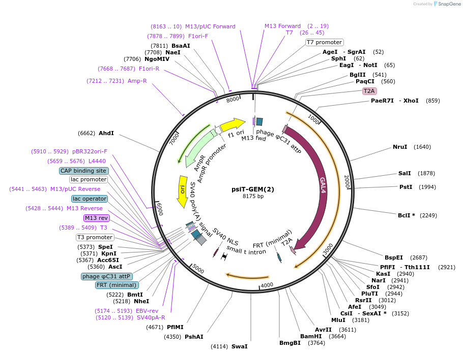 220448-plasmid-map-sequence-id-438388