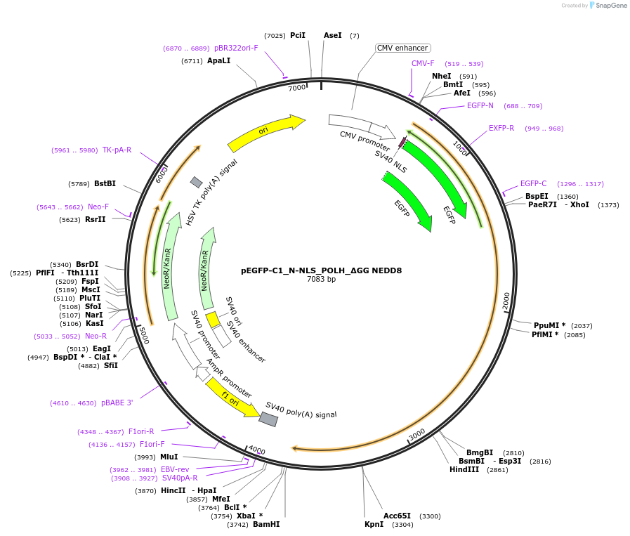 221870-plasmid-map-sequence-id-438395