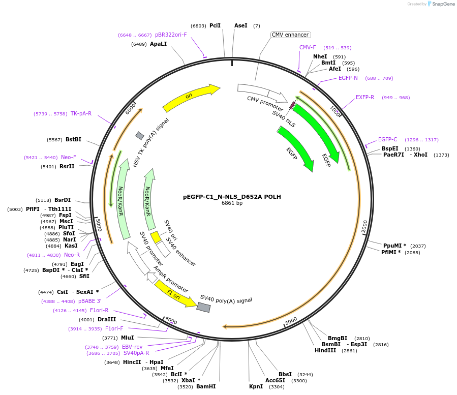221871-plasmid-map-sequence-id-438396