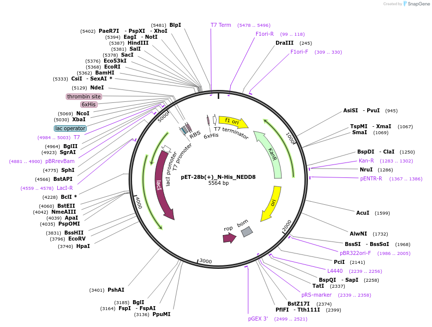 221866-plasmid-map-sequence-id-438398