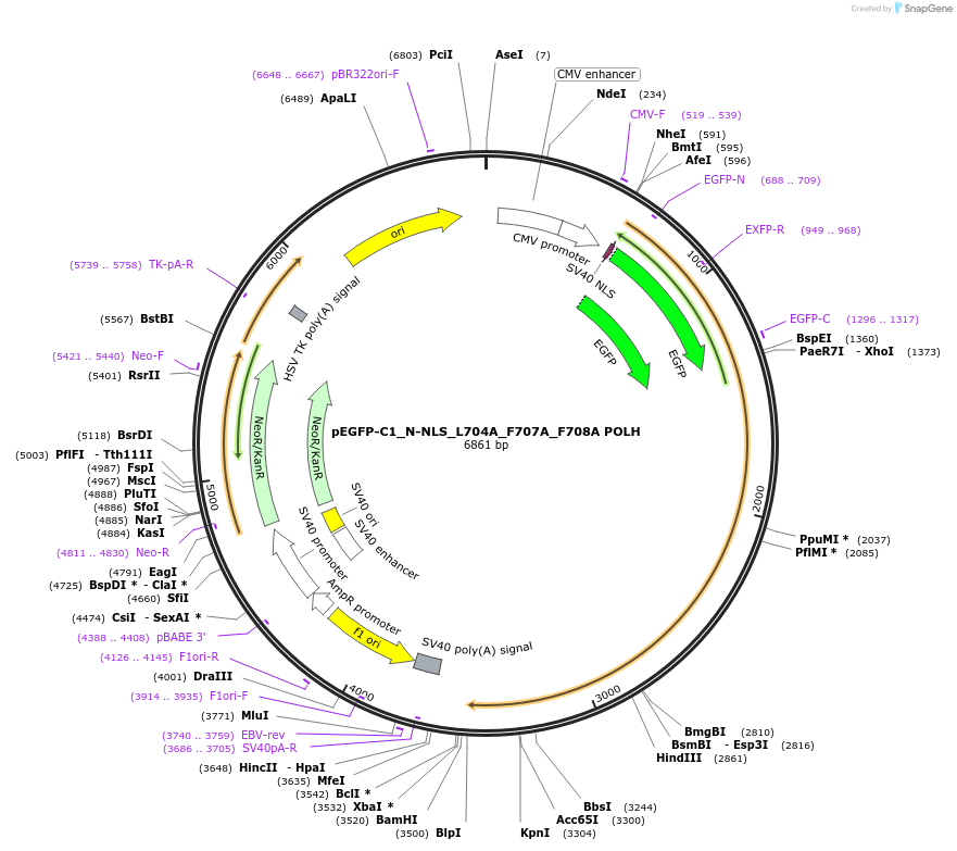221873-plasmid-map-sequence-id-438399