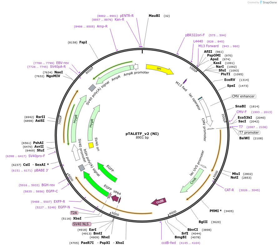 32187-plasmid-map-sequence-id-43841