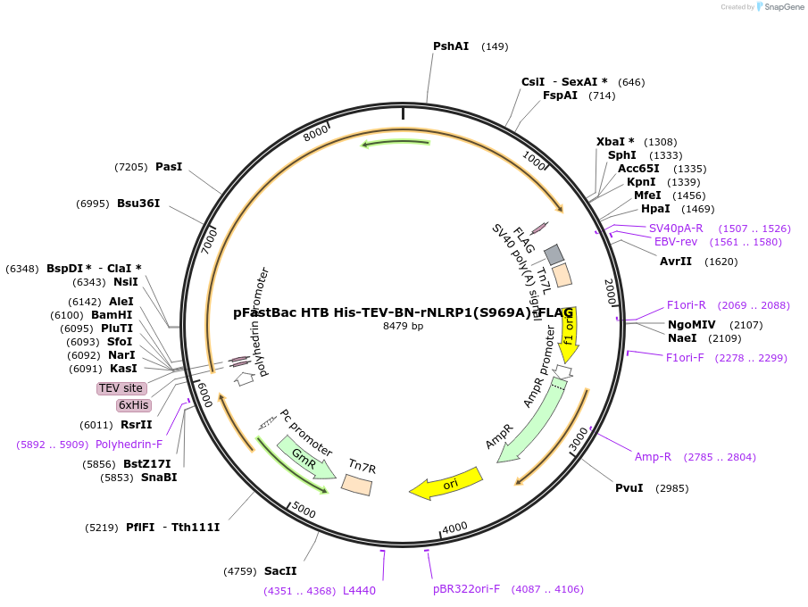 217324-plasmid-map-sequence-id-438435
