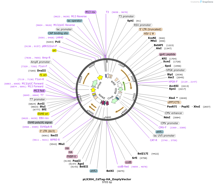 221466-plasmid-map-sequence-id-438436