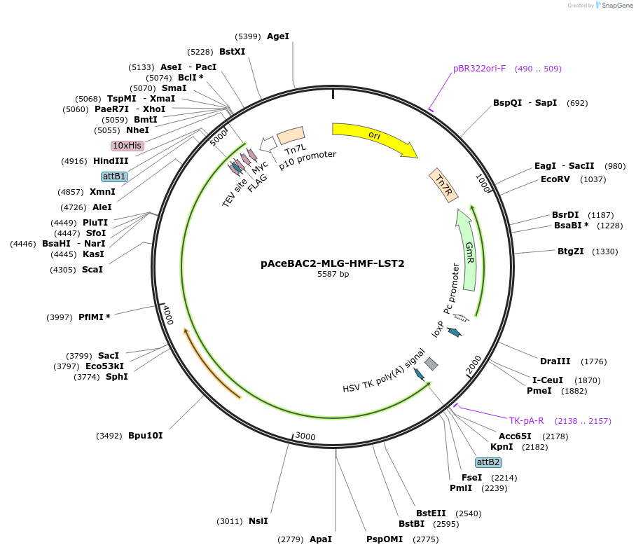 220787-plasmid-map-sequence-id-438439