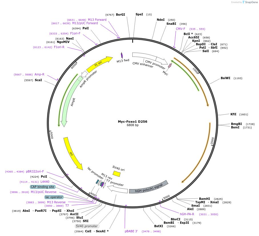 12145-plasmid-map-sequence-id-438440