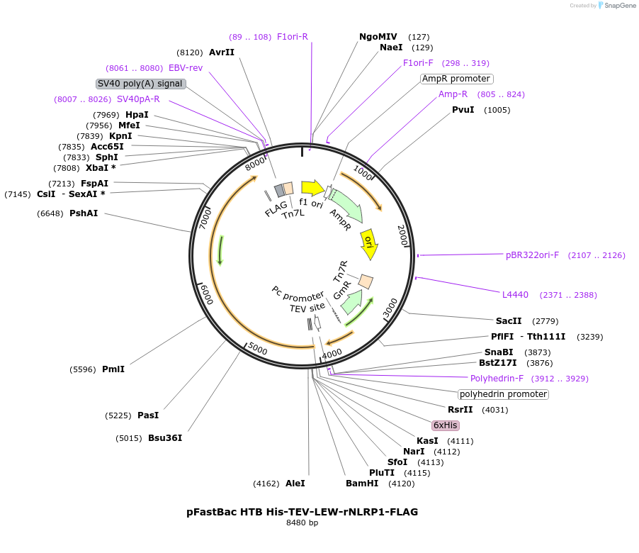 438445_map