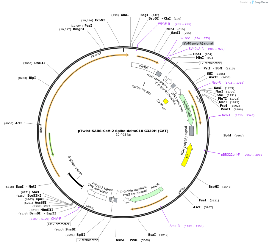 212554-plasmid-map-sequence-id-438451