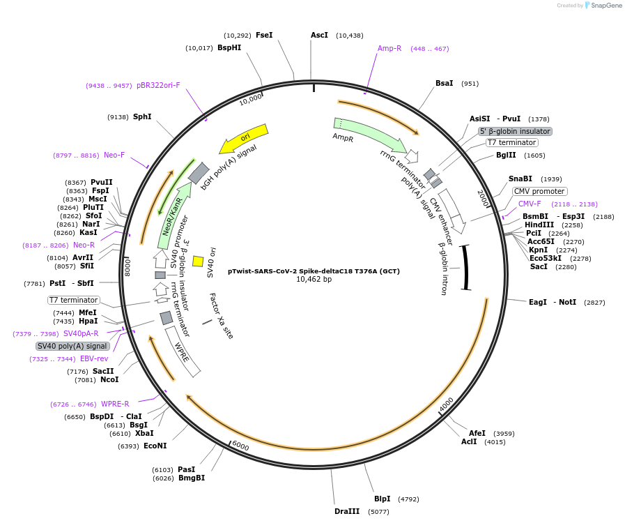 212492-plasmid-map-sequence-id-438454