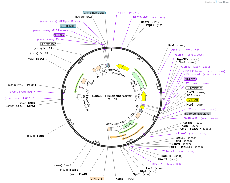 10878-plasmid-map-sequence-id-438456