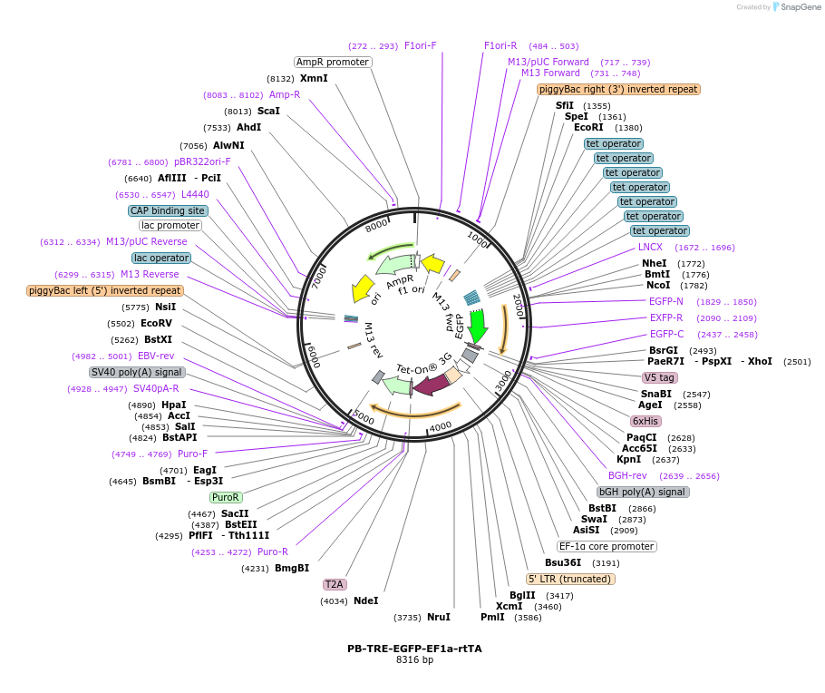 104454-plasmid-map-sequence-id-438464