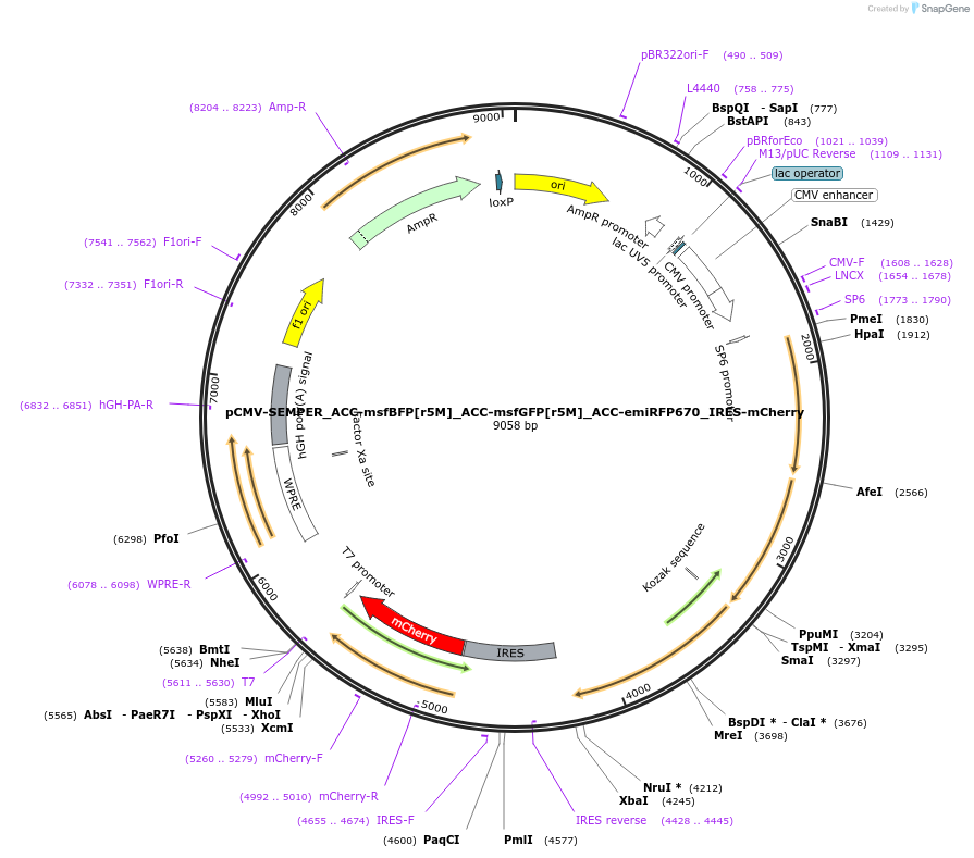 221081-plasmid-map-sequence-id-438468