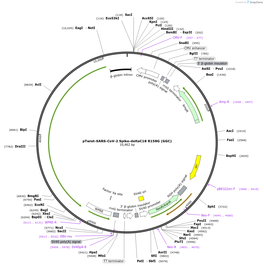 212549-plasmid-map-sequence-id-438473