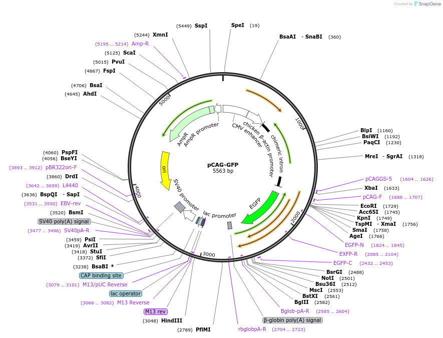 11150-plasmid-map-sequence-id-438490