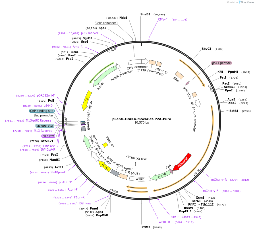 221237-plasmid-map-sequence-id-438493