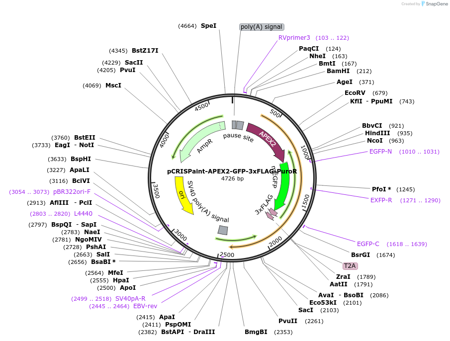 221238-plasmid-map-sequence-id-438494