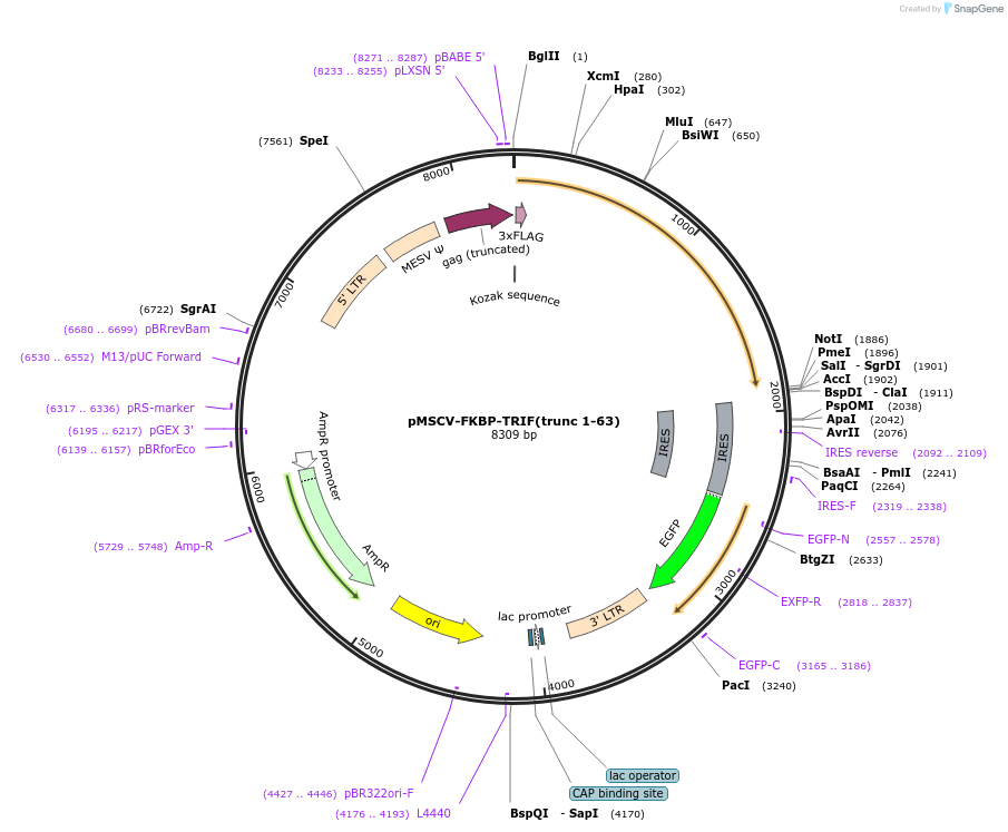 221249-plasmid-map-sequence-id-438504
