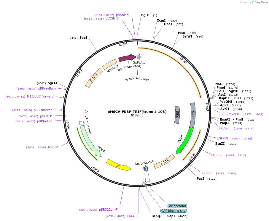 221251-plasmid-map-sequence-id-438506