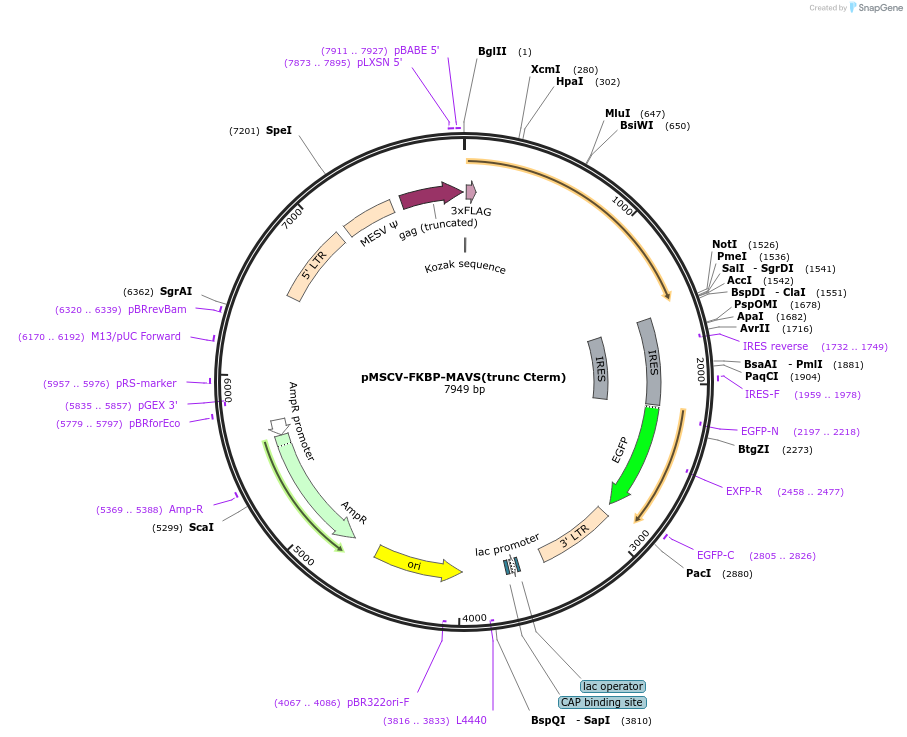 221259-plasmid-map-sequence-id-438510
