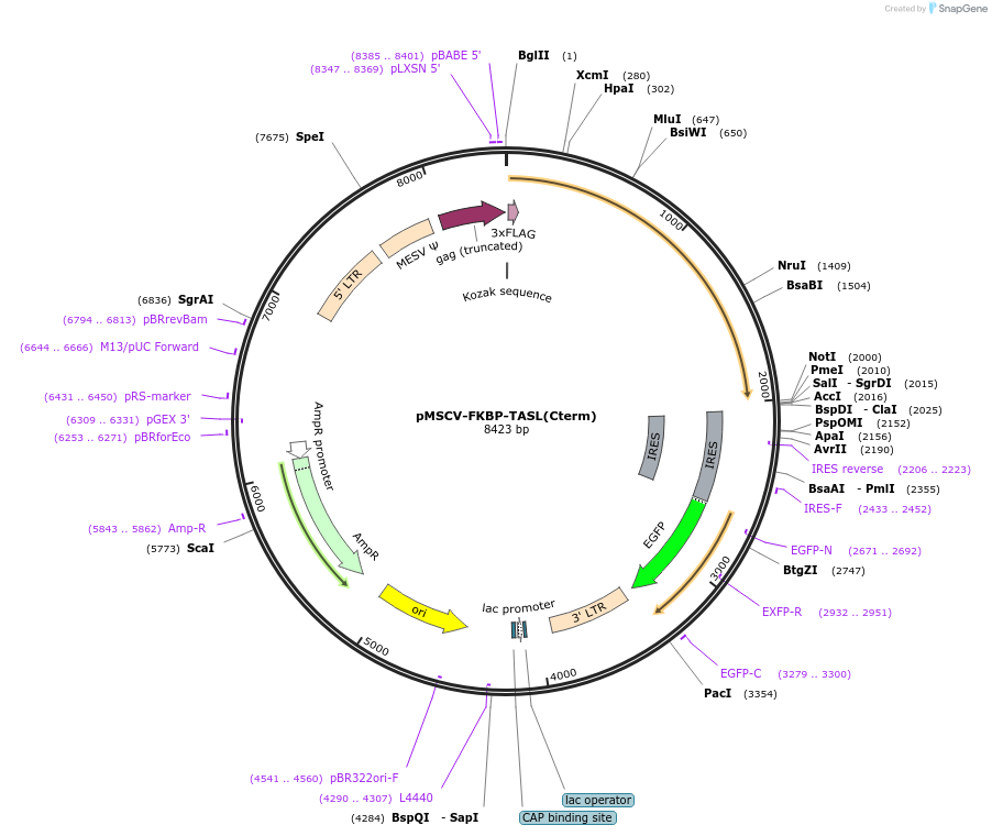 221262-plasmid-map-sequence-id-438512