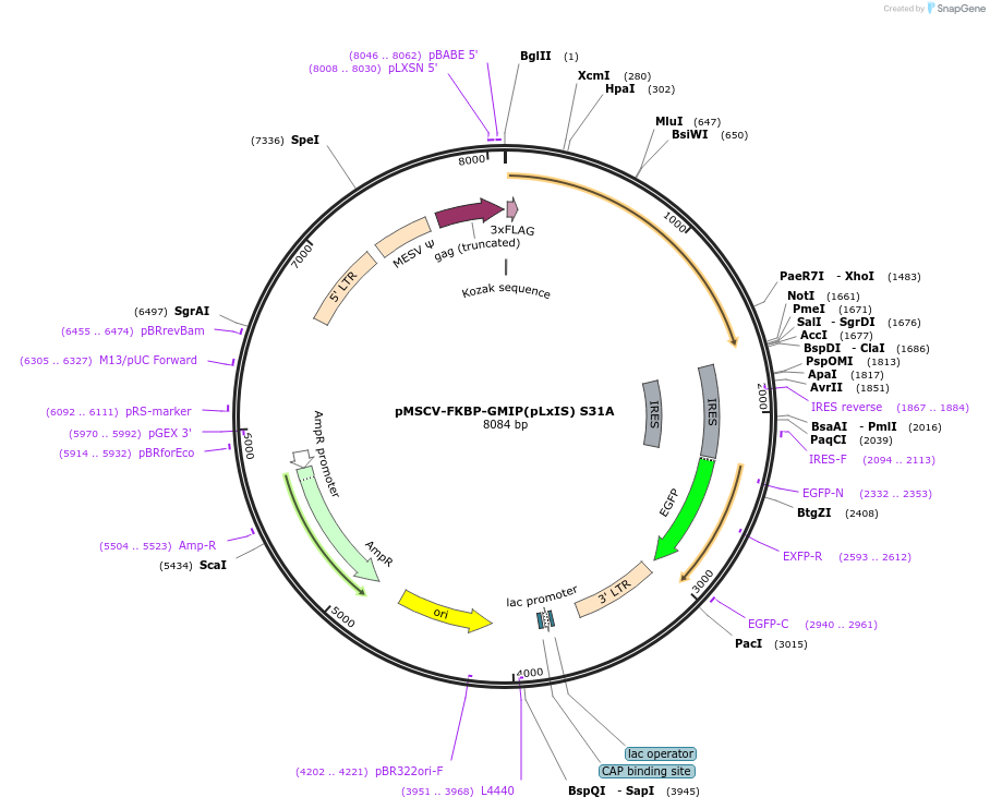 221271-plasmid-map-sequence-id-438518