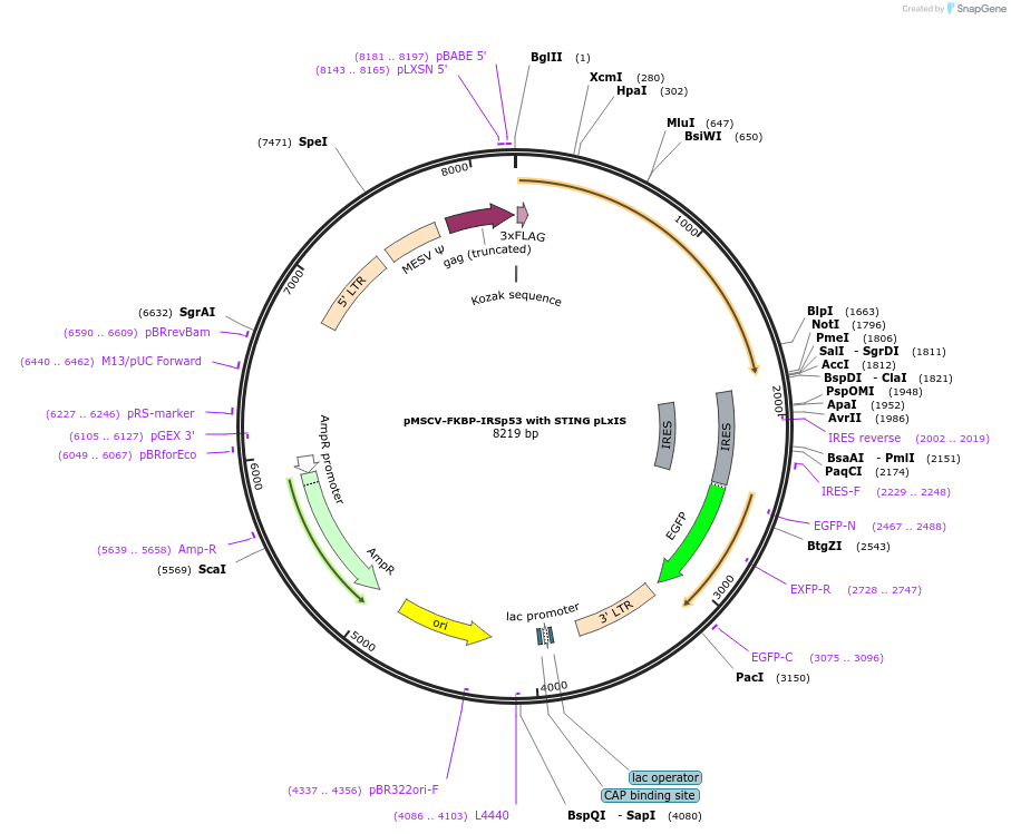 221281-plasmid-map-sequence-id-438521