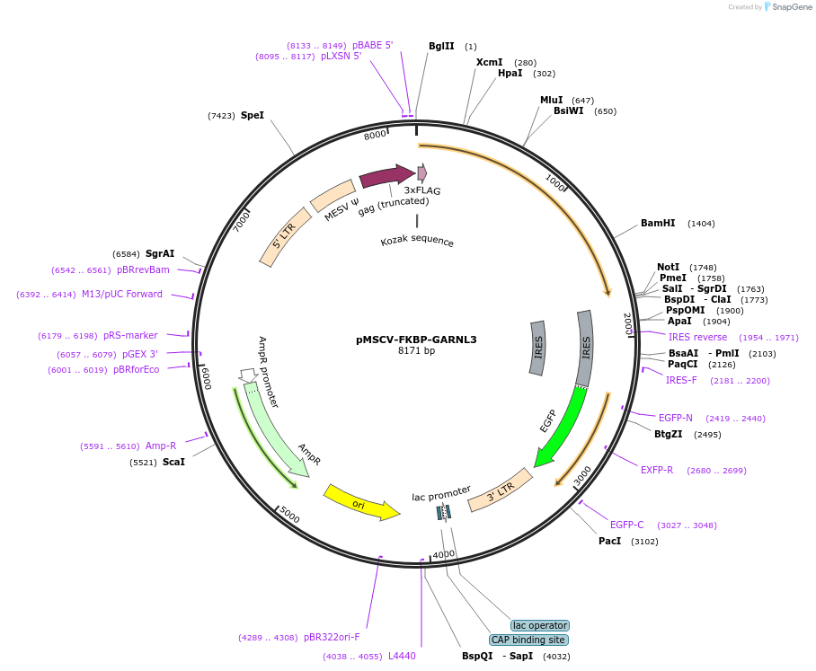 221291-plasmid-map-sequence-id-438530