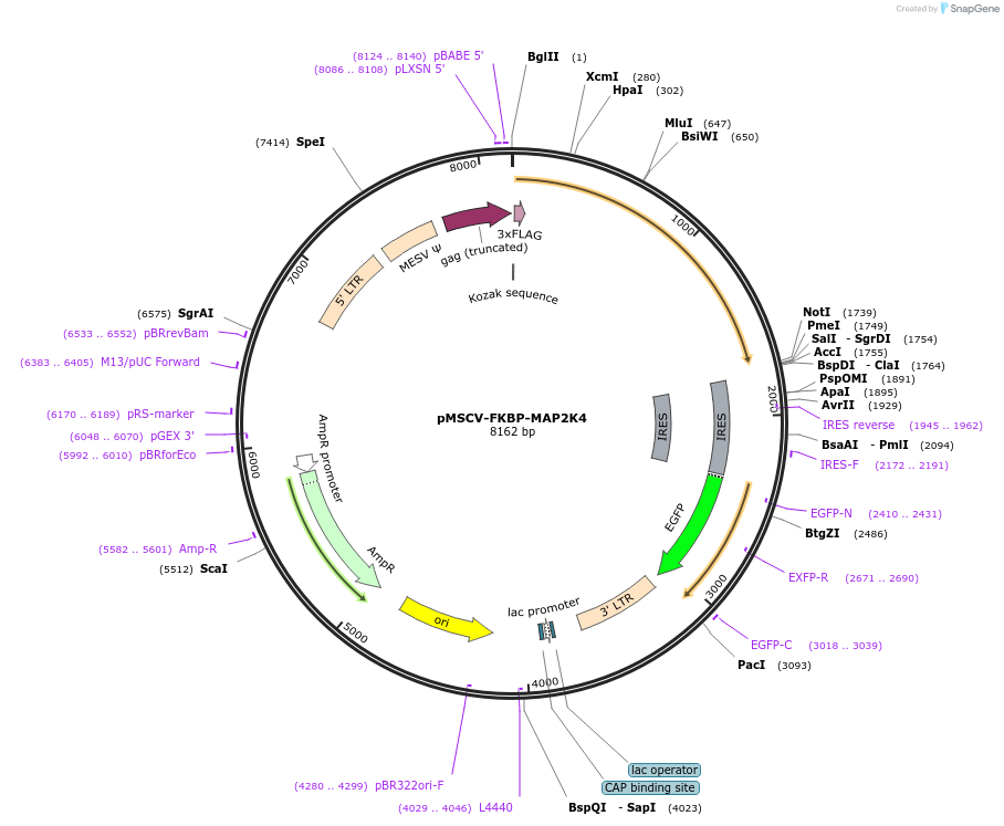221295-plasmid-map-sequence-id-438533