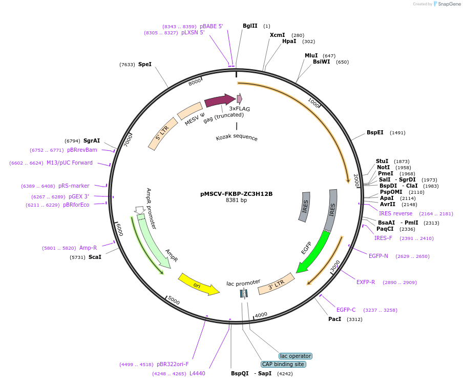 221300-plasmid-map-sequence-id-438538
