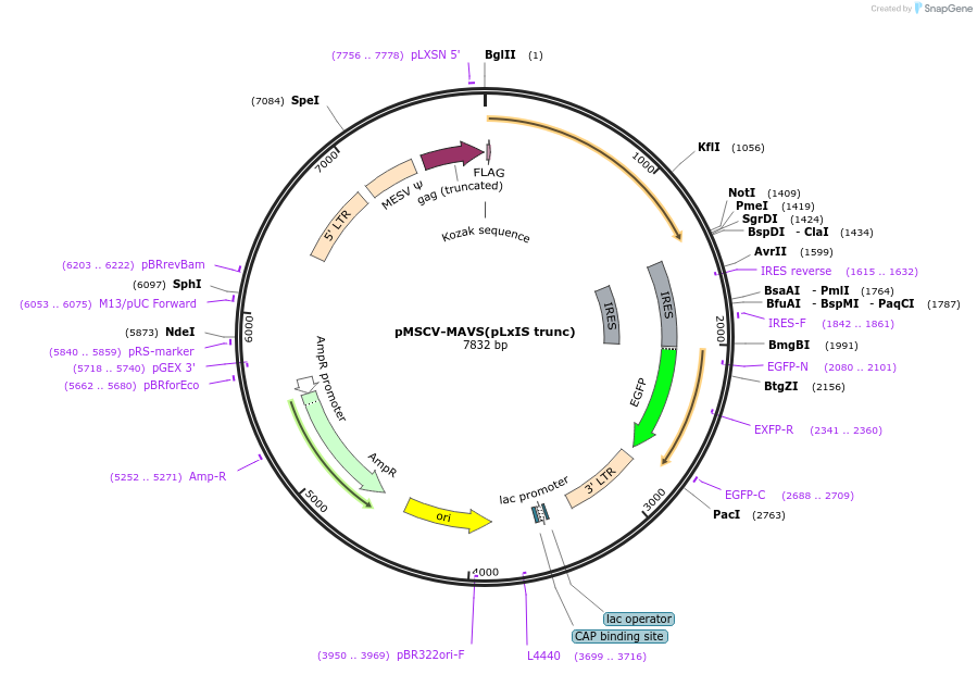 221314-plasmid-map-sequence-id-438541