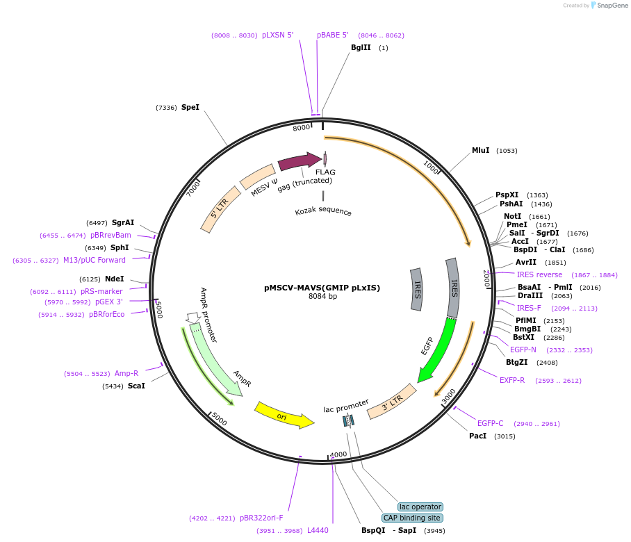 221316-plasmid-map-sequence-id-438543