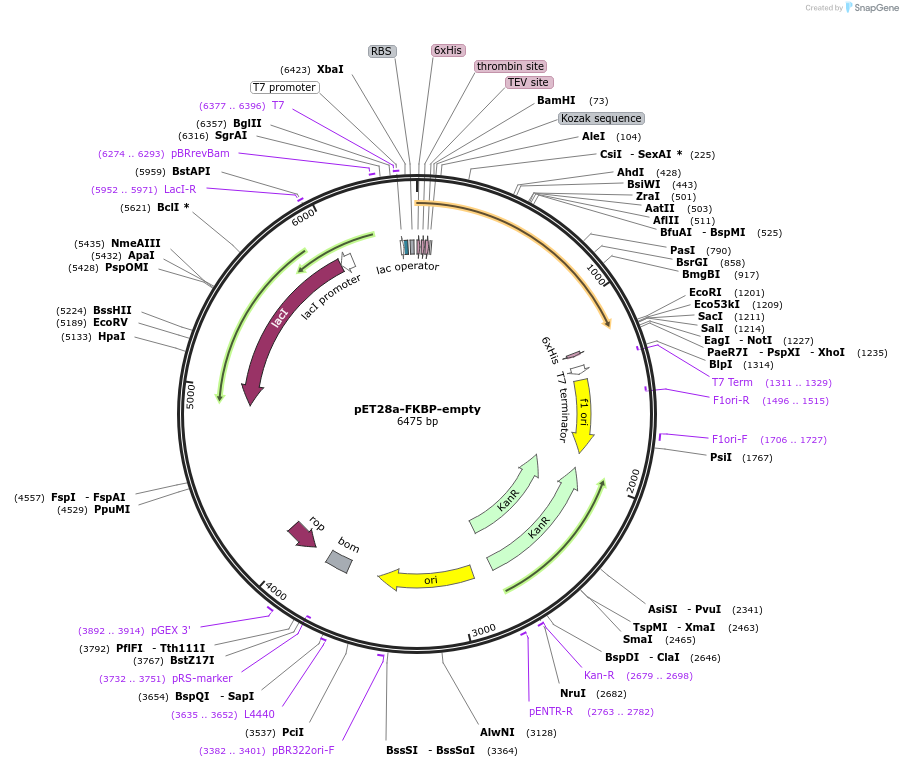 221332-plasmid-map-sequence-id-438545