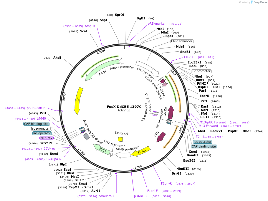 221931-plasmid-map-sequence-id-438548