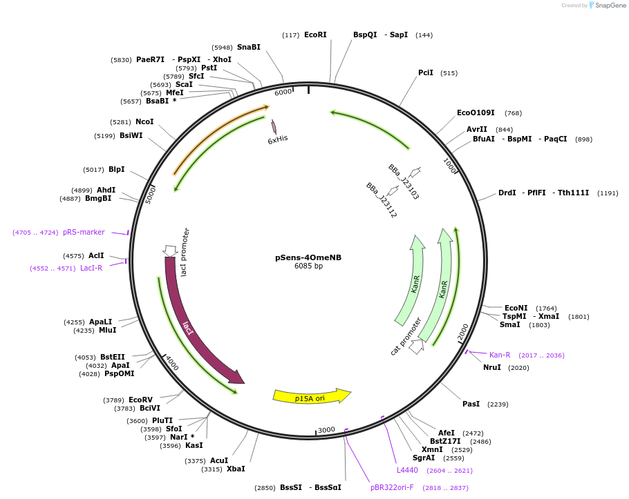 216231-plasmid-map-sequence-id-438552