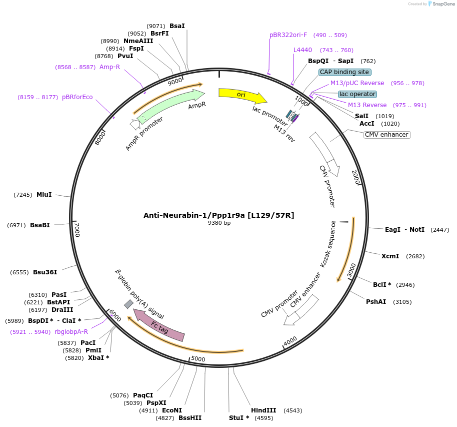 220391-plasmid-map-sequence-id-438561