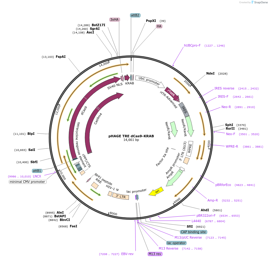 50917-plasmid-map-sequence-id-438564