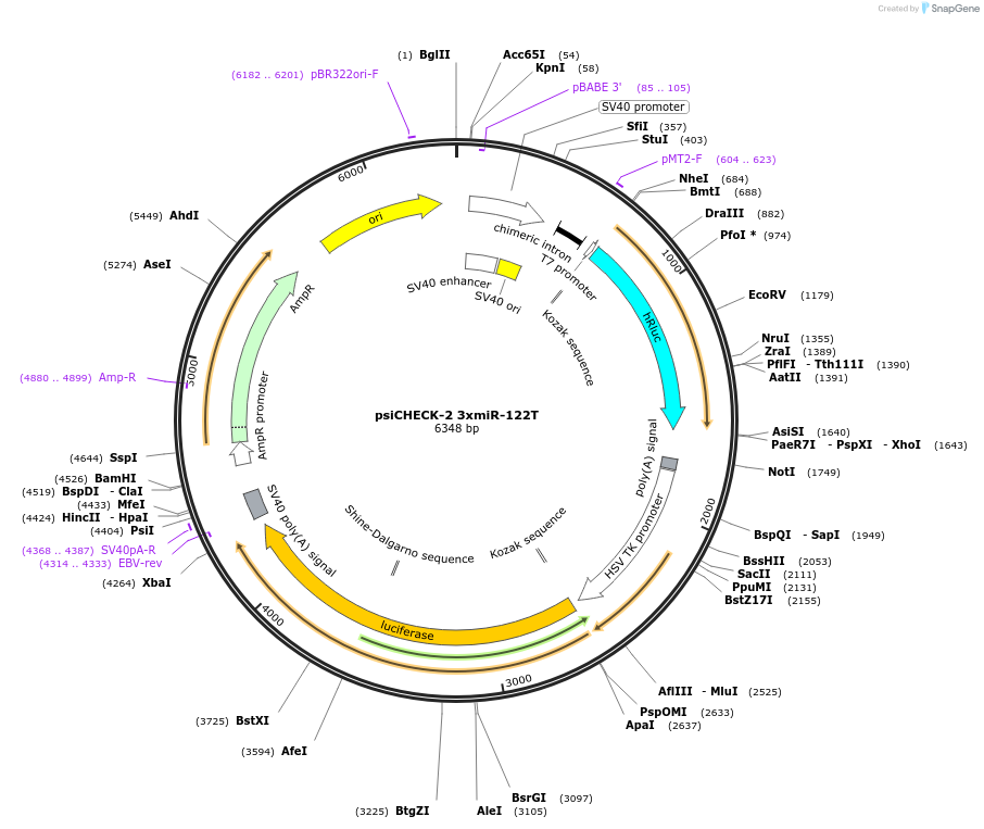 35672-plasmid-map-sequence-id-43870