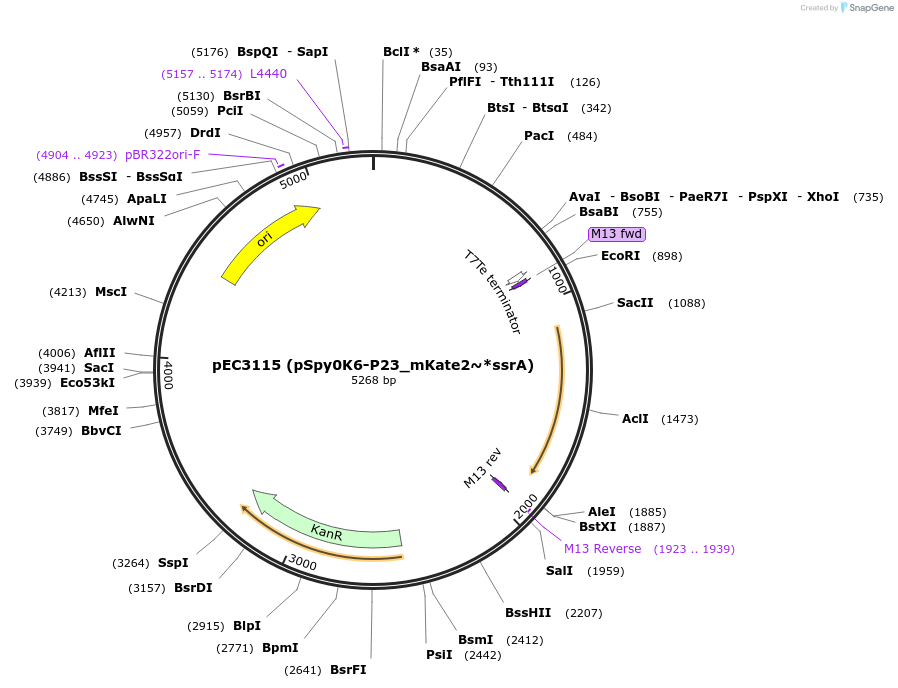 218509-plasmid-map-sequence-id-438730