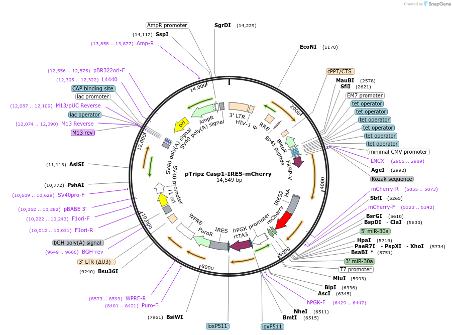 187294-plasmid-map-sequence-id-438858